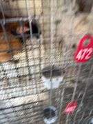 1 Buff Brahma Banty Hen & 1 Roosters