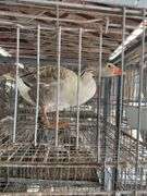 Toulouse Hen Goose - 2 Yrs Old