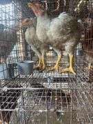 2 Meat Chickens