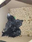 1 Frizzle & 3 Cochin Banties - 4 Wks Old