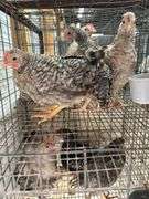 5 Young Cream Legbar/Barred Rock