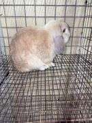 Holland Lop Buck - 1 Yr Old - Litter Box Trained - Was Free Roaming - Very Friendly