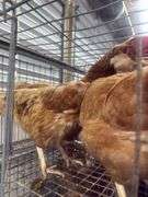 4 ISA Brown Spring Layer Hens