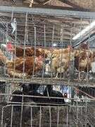 4 Rhode Island Red Hens