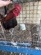 Banty Rooster