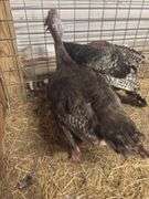 Young Bronze Hen Turkey - Currently Laying Eggs