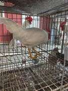 1 White Leghorn Mix Rooster - 3 Months Old