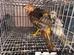 Male Red Golden Pheasant
