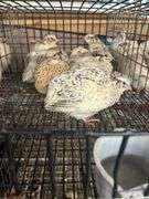 7 Italian Coturnix Quail - 5 Wks Old
