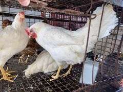 3 Leghorn Pullets