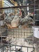 5 Young Cream Legbar/Barred Rock