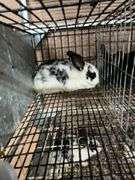White & Black Bunny