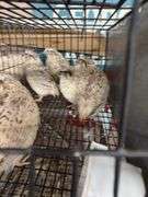 7 Italian Quail - 5 Wks Old