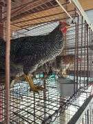 Barred Rock Rooster