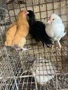 3 Roosters - Frizzle Young Buff Orpington