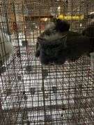 2 Lionhead Bunnies - Unsexed