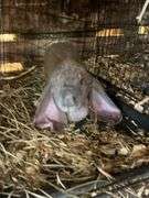Proven English Lop Doe w/ Pedigree