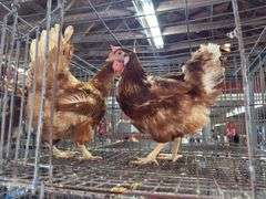 2 Rhode Island Red Hens