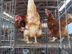 3 Rhode Island Red Hens