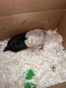 2 Chicks - 1 Splash Leghorn & 1 Fibro Egger