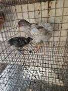 2 Ameraucana Mix Chickens