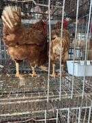3 Red Laying Hens