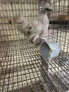 Painted Satin Silkie Pullet
