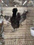 3 Polish Pullets - 5 Wks Old