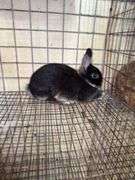 Black Otter Dwarf Mix Buck