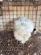 Paint Silkie Pullet