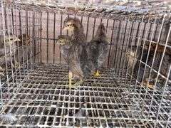 3 Cream Legbar Pullets