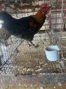 Barnyard Mix Rooster