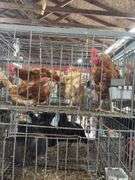 4 Rhode Island Red Hens