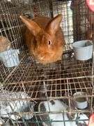 Proven Thriantra Doe w/ Pedigree