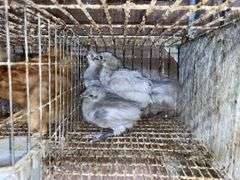 5 Lavender Orpington Pullets