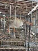 Toulouse Hen Goose - 2 Yrs Old