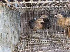2 Bielefelder Pullets
