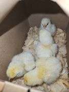 4 American Breese Chicks