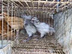 5 Lavender Orpington Pullets