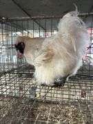 White Silkie Rooster "Olaf"