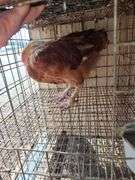 Maran Rooster