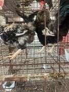 2 Ameraucana Cross Roosters