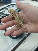 Baby Bearded Dragon w/ Eye Issue - Eating Crickets & Dubia Roaches