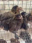 5 Ameraucana Pullet Chicks - 3 Months Old
