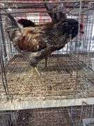 2 Easter Egger Roosters