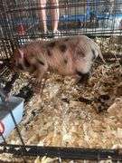 Gilt Mini Pot Belly Pig - 6 Wks Old