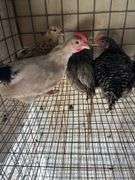 4 Mix Young Roosters