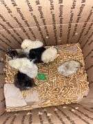 8 Mixed Chicks - Silkies & Mottled Cochin Banties