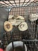 6 Italian Quail - 5 Wks Old
