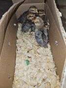 5 Chicks- 1 Cream Legbar Cockerels & 4 Cream Legbar Pullets